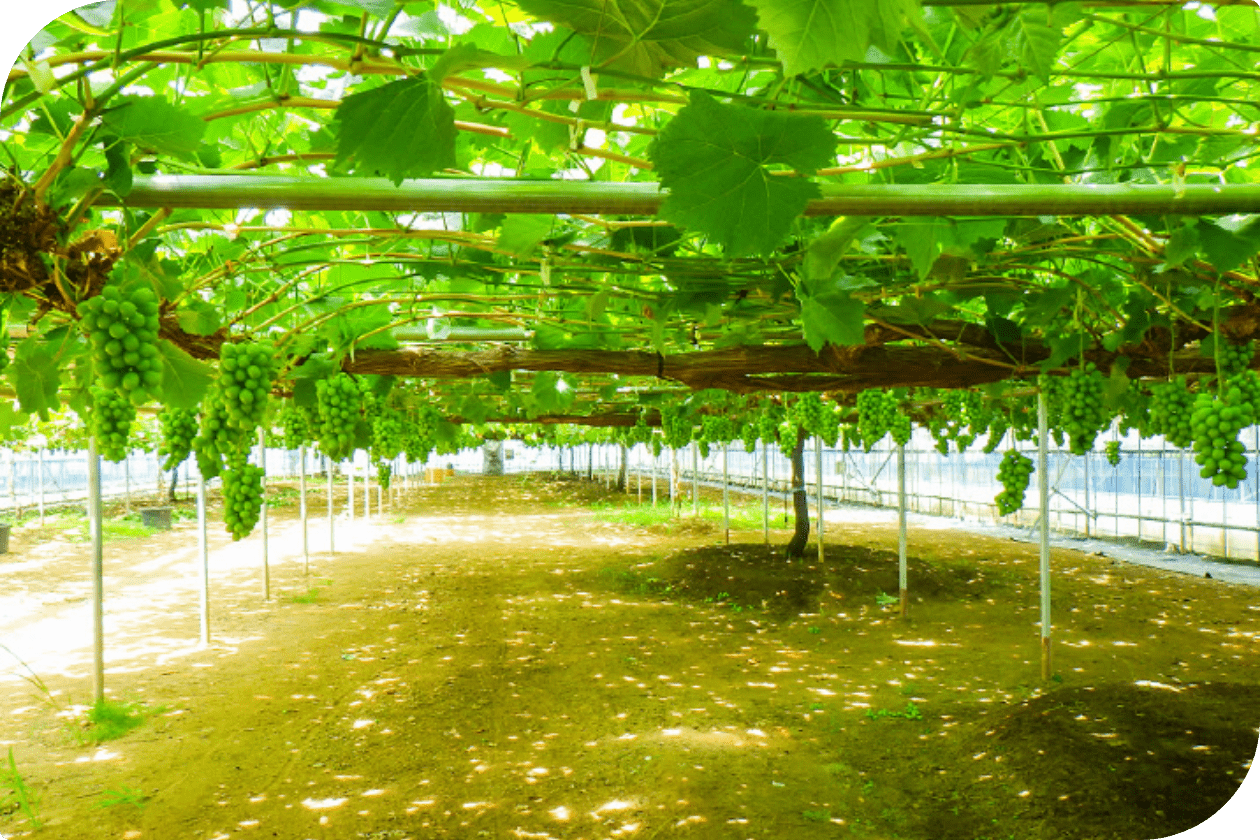 農地を未来の資源に、地域とともに育つ農業へ。